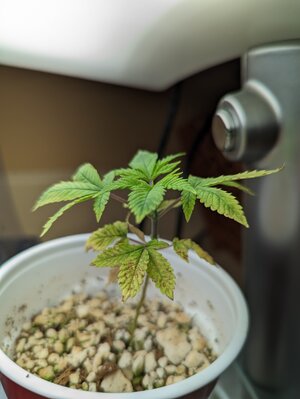 PXL_20230306_141920270.MP.jpg PXL_20230306_141920270.MP.jpg