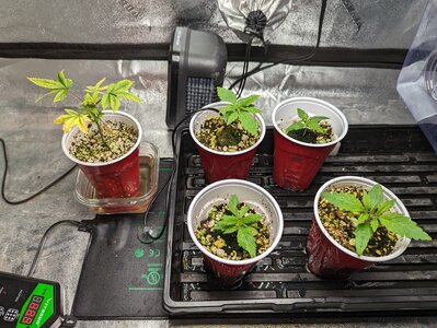 PXL_20230318_163020782.MP.jpg PXL_20230318_163020782.MP.jpg