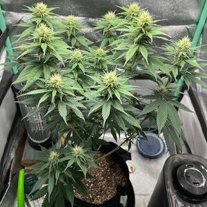 E1C1C64C-AC1D-47FF-AD50-CCFDFBC4FFB7.jpeg E1C1C64C-AC1D-47FF-AD50-CCFDFBC4FFB7.jpeg