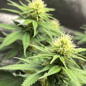 242C1448-93F0-4358-B665-F562311D0A7D.jpeg 242C1448-93F0-4358-B665-F562311D0A7D.jpeg