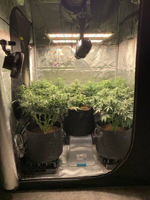 3A746E4C-CC38-4162-A340-7FE3B24EFDCA.jpeg 3A746E4C-CC38-4162-A340-7FE3B24EFDCA.jpeg