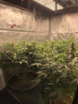 B3FC96FC-1BC8-48D8-860F-EDBFC4D02AC3.jpeg B3FC96FC-1BC8-48D8-860F-EDBFC4D02AC3.jpeg