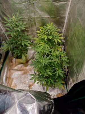 20230416_161423.jpg 20230416_161423.jpg