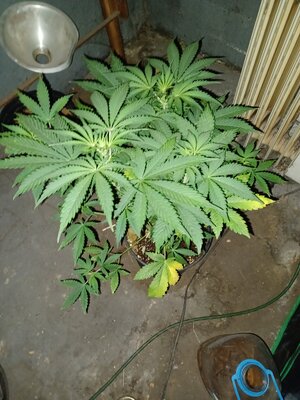 20230416_161529.jpg 20230416_161529.jpg