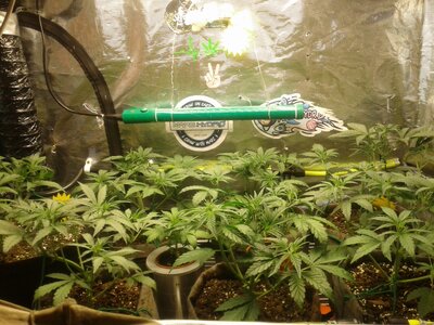 SAWNEY BEAN SEEDS (LECTER)