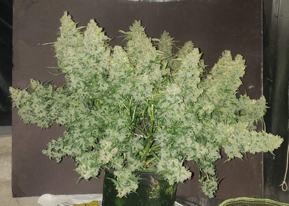 WTF.3_day105.jpg WTF.3_day105.jpg