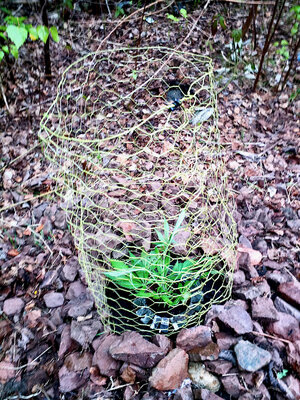 large.IMG_20230427_183059_340.jpeg.eff9c5411bb6c225d4d28613574e84f6.jpeg large.IMG_20230427_183059_340.jpeg.eff9c5411bb6c225d4d28613574e84f6.jpeg