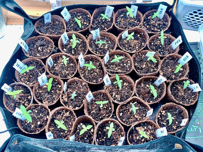 large.IMG_20230430_222010.jpeg.c47f01212e41dfbe66b02f89b4de23b7.jpeg large.IMG_20230430_222010.jpeg.c47f01212e41dfbe66b02f89b4de23b7.jpeg