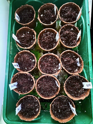 large.IMG_20230501_152909.jpeg.33d47ee3195992ba2bcb0d13f8153f70.jpeg large.IMG_20230501_152909.jpeg.33d47ee3195992ba2bcb0d13f8153f70.jpeg