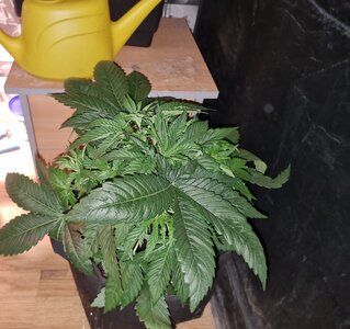 20230502_100640.jpg 20230502_100640.jpg