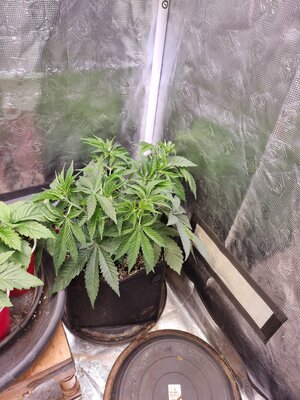 20230502_100700.jpg 20230502_100700.jpg