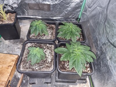 20230508_125602.jpg 20230508_125602.jpg