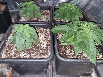 20230508_125607.jpg 20230508_125607.jpg