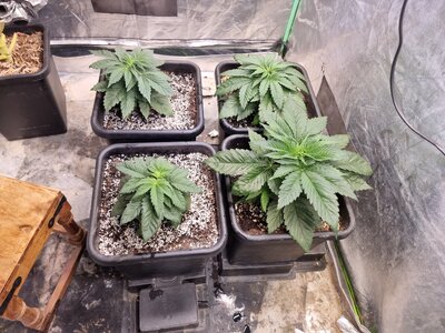 20230510_175930.jpg 20230510_175930.jpg