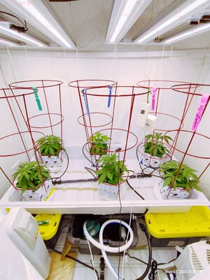 IMG_20230517_202058931_HDR_inPixio.jpg IMG_20230517_202058931_HDR_inPixio.jpg