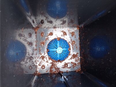 Grow 04 Week 0f.jpg Grow 04 Week 0f.jpg