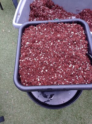 Grow 04 Week 0g.jpg Grow 04 Week 0g.jpg