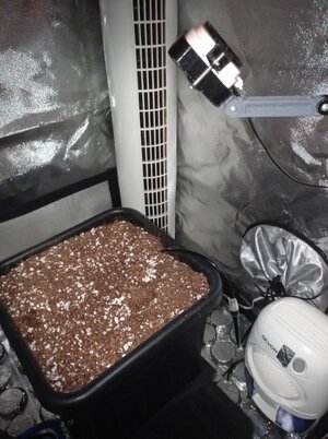 Grow 04 Week 0j.jpg Grow 04 Week 0j.jpg