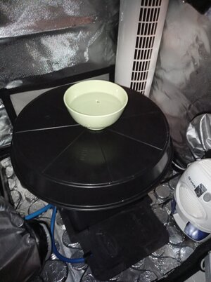 Grow 04 Week 0p.jpg Grow 04 Week 0p.jpg