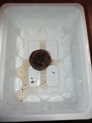 Grow 04 Week 0r.jpg Grow 04 Week 0r.jpg