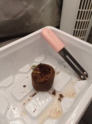 Grow 04 Week 0t.jpg Grow 04 Week 0t.jpg