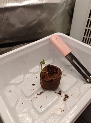 Grow 04 Week 0v.jpg Grow 04 Week 0v.jpg