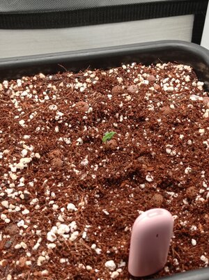 Grow 04 Day 0d.jpg Grow 04 Day 0d.jpg