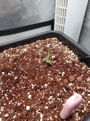 Grow 4 Day 5c.jpg Grow 4 Day 5c.jpg