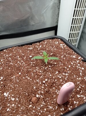 Grow 4 Day 6.jpg Grow 4 Day 6.jpg