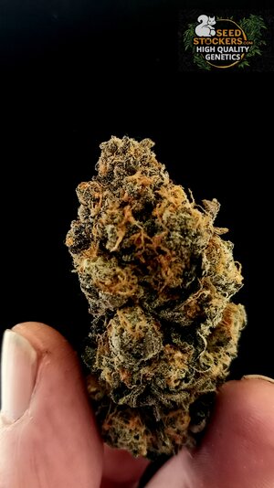 Photo_1684326712121.jpg Photo_1684326712121.jpg