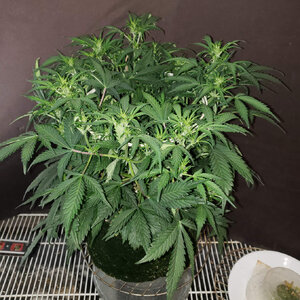 WTF.3_day49_top.jpg WTF.3_day49_top.jpg