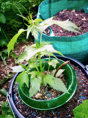 large.IMG_20230602_212114_320.jpeg.4b97d19a54edb0a2ed01cc7cd6f2ca65.jpeg large.IMG_20230602_212114_320.jpeg.4b97d19a54edb0a2ed01cc7cd6f2ca65.jpeg