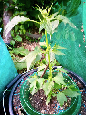 large.IMG_20230602_212123_637.jpeg.bdab93bf558354cd1564784f0c3b1b62.jpeg large.IMG_20230602_212123_637.jpeg.bdab93bf558354cd1564784f0c3b1b62.jpeg