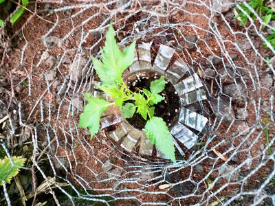 large.IMG_20230602_212928_848.jpeg.4809082dd83682ffef9df92daa401a0a.jpeg large.IMG_20230602_212928_848.jpeg.4809082dd83682ffef9df92daa401a0a.jpeg