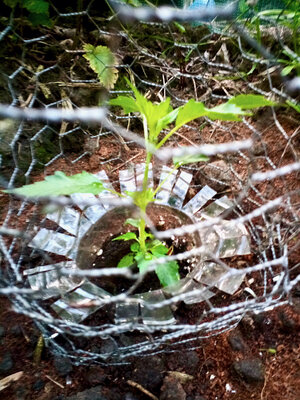 large.IMG_20230602_212941_188.jpeg.f2210a8b5debfb1c94f7582dd91c05f5.jpeg large.IMG_20230602_212941_188.jpeg.f2210a8b5debfb1c94f7582dd91c05f5.jpeg