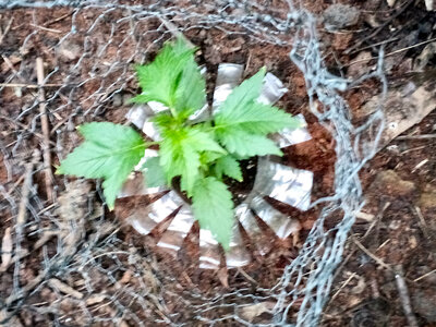 large.IMG_20230602_213237_782.jpeg.de6f3aa73af04647276075385035db7b.jpeg large.IMG_20230602_213237_782.jpeg.de6f3aa73af04647276075385035db7b.jpeg