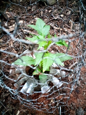 large.IMG_20230602_213245_540.jpeg.cfa14f57e72c87742bd783bc914b5422.jpeg large.IMG_20230602_213245_540.jpeg.cfa14f57e72c87742bd783bc914b5422.jpeg