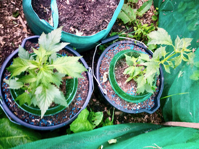 large.IMG_20230602_212104_002.jpeg.248c658832996e369c79196a6287d5f7.jpeg large.IMG_20230602_212104_002.jpeg.248c658832996e369c79196a6287d5f7.jpeg