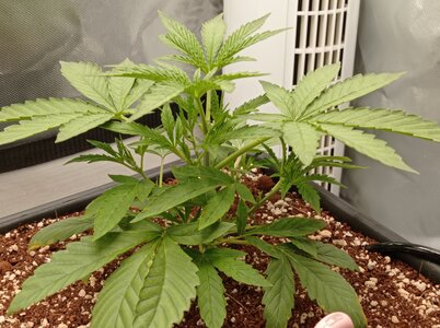 Grow 4 Day 17a.jpg Grow 4 Day 17a.jpg