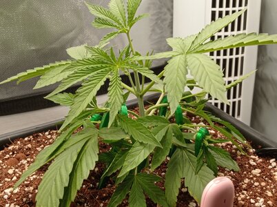 Grow 4 Day 17b.jpg Grow 4 Day 17b.jpg