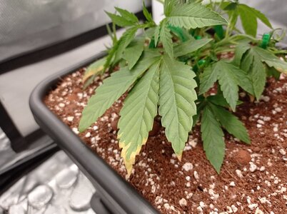 Grow 4 Day 18b.jpg Grow 4 Day 18b.jpg