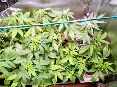 large.IMG_20230605_164935_197.jpeg.ce06ef06bffd4fe85b815998e6b88e07.jpeg large.IMG_20230605_164935_197.jpeg.ce06ef06bffd4fe85b815998e6b88e07.jpeg