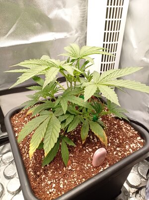 Grow 4 Day 19.jpg Grow 4 Day 19.jpg