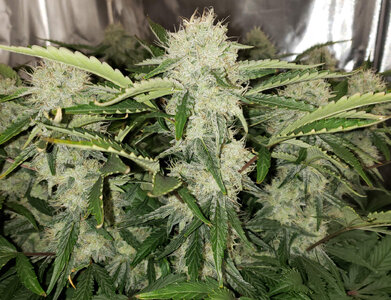 MGST.1_day66_cola.jpg MGST.1_day66_cola.jpg