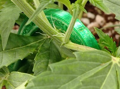 Grow 4 Day 22b.jpg Grow 4 Day 22b.jpg