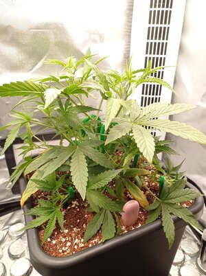 Grow 4 Day 23b.jpg Grow 4 Day 23b.jpg