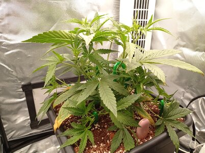 Grow 4 Day 23c.jpg Grow 4 Day 23c.jpg