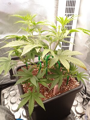 Grow 4 Day 26.jpg Grow 4 Day 26.jpg