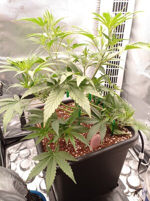 Grow 4 Day 27.jpg Grow 4 Day 27.jpg