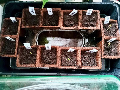 large.IMG_20230617_161400.jpeg.923264eac004372f08f7dd570b207aaa.jpeg large.IMG_20230617_161400.jpeg.923264eac004372f08f7dd570b207aaa.jpeg